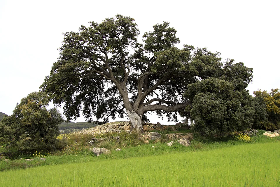 Chaparra del Moral o del Romero