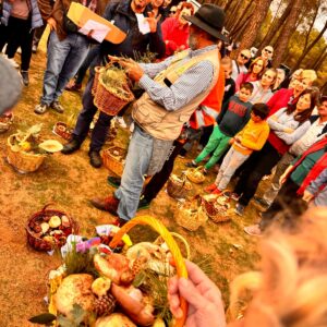 jornadas micológicas