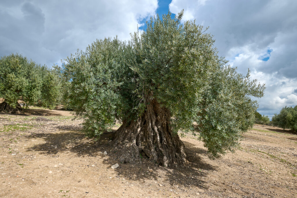 Olivos centenarios Íllora