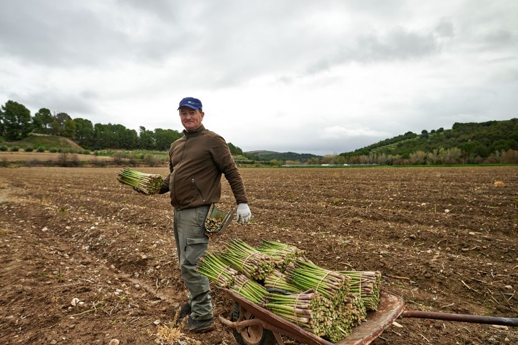 agricultor espárragos poniente de granada ecosistema gastronómico